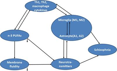 Correlations between omega-3 fatty acids and inflammatory/glial abnormalities: the involvement of the membrane and neurotransmitter dysfunction in schizophrenia